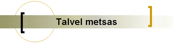 Talvel metsas