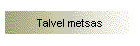 Talvel metsas